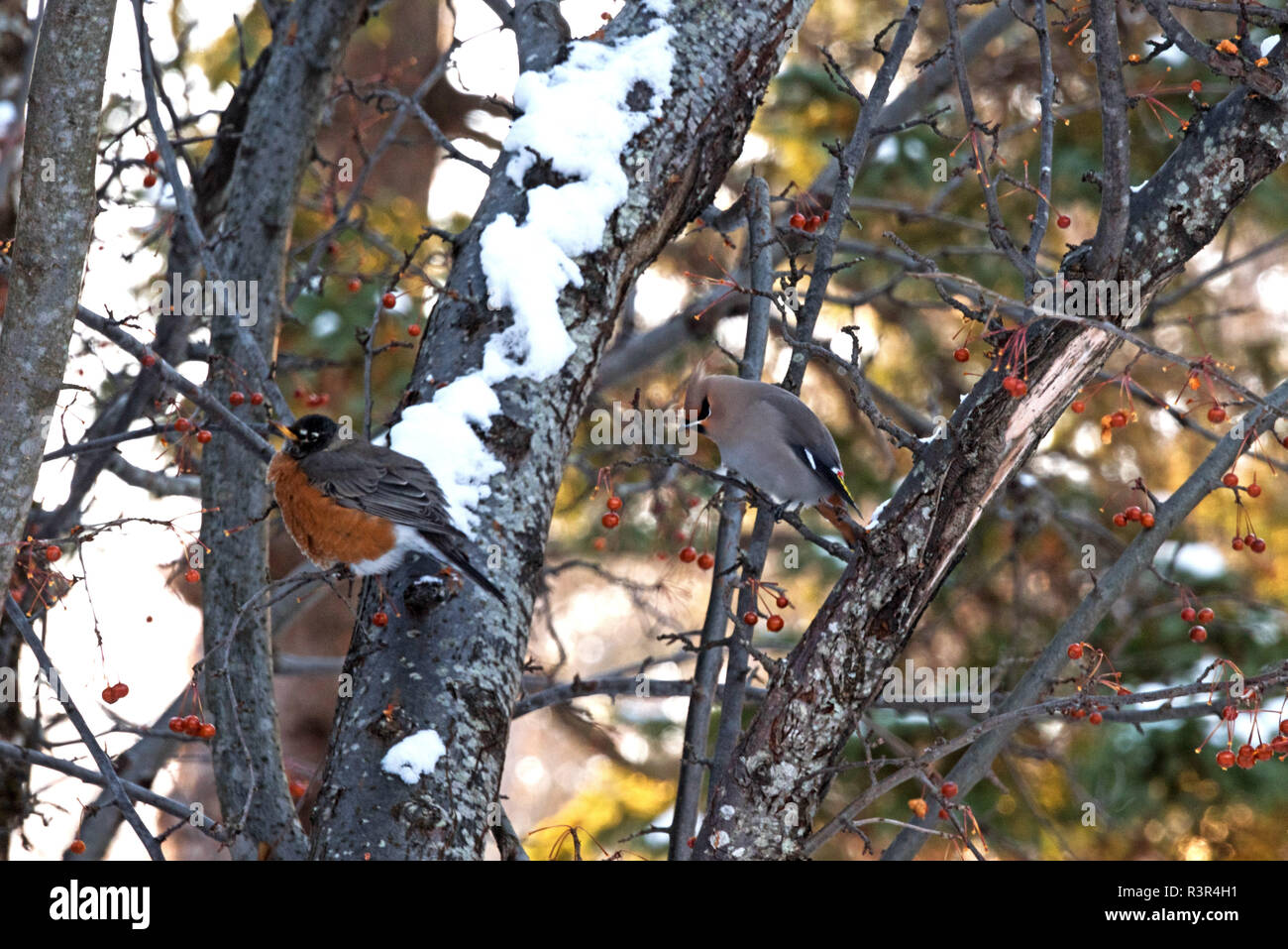 American Robin (Turdus migratorius) e Bohemian Waxwing (Bombycilla garrulus) mangiare crabapples, Bar Harbor, Maine Foto Stock