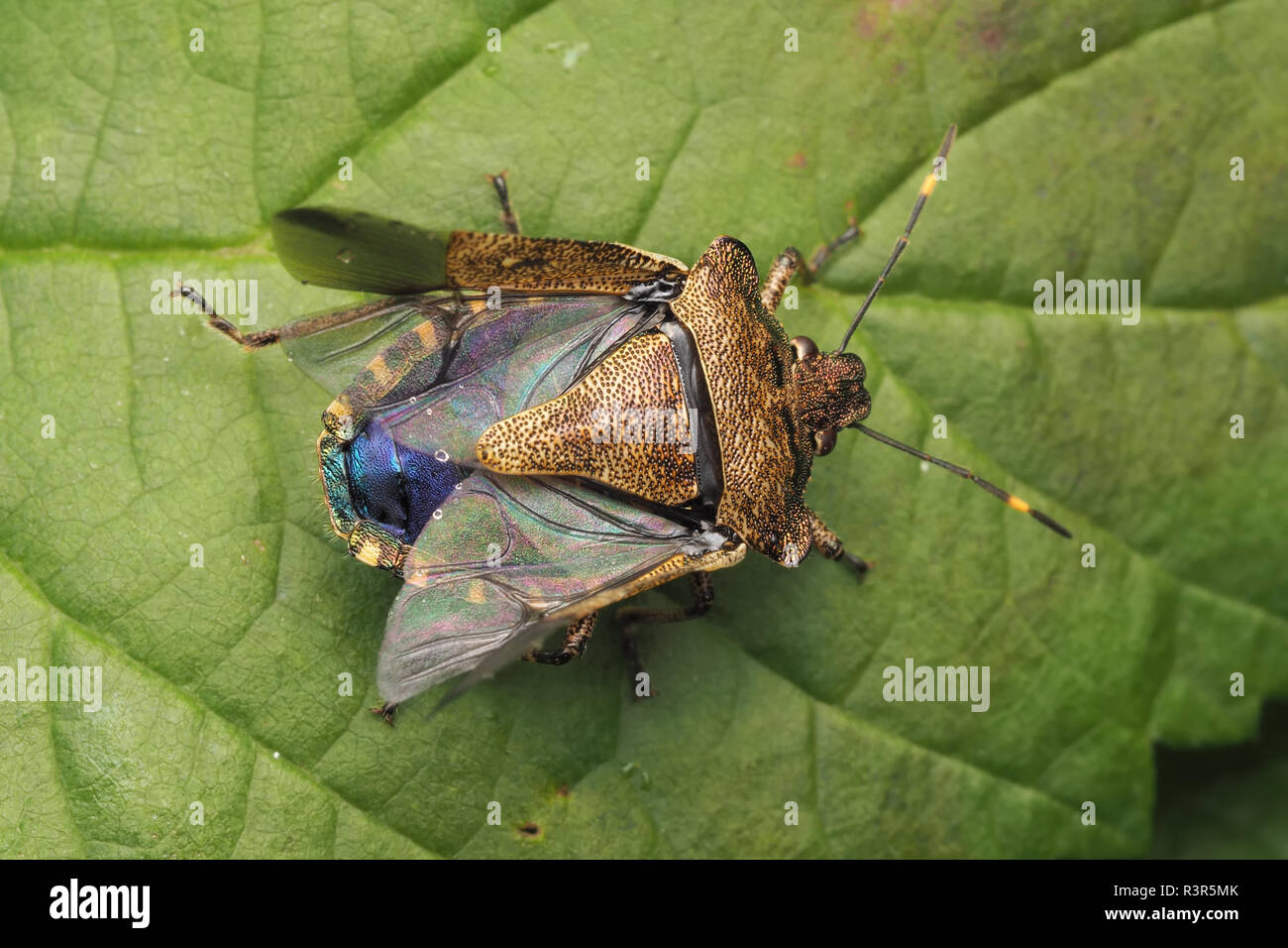 Vista dorsale di un bronzo Shieldbug (Troiolo luridus) con alette aperte e in procinto di prendere il volo. Tipperary, Irlanda Foto Stock
