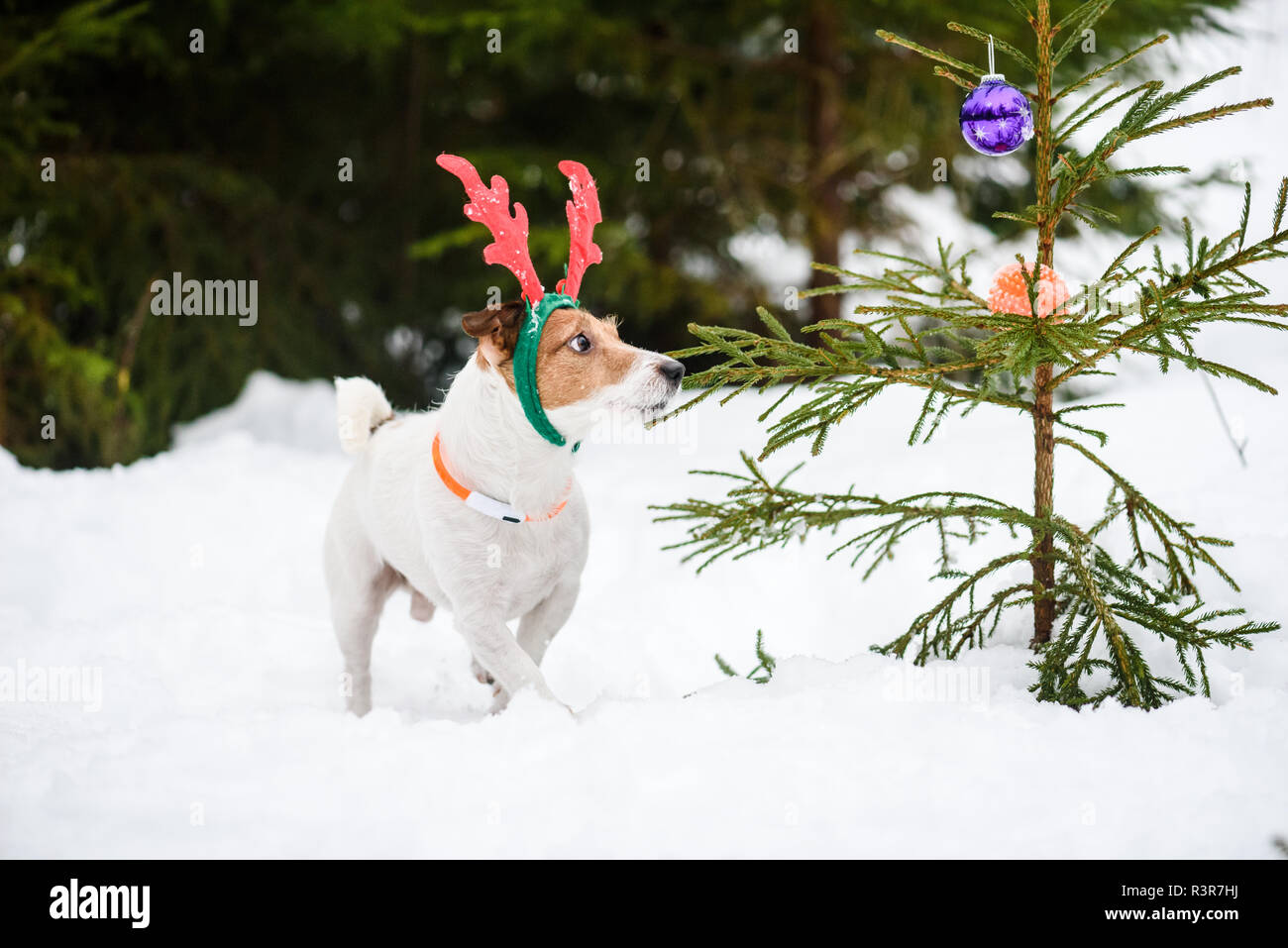 Cane come umorismo natale renne con corna rossa e decorate con baubles Nuovo Anno Albero Foto Stock