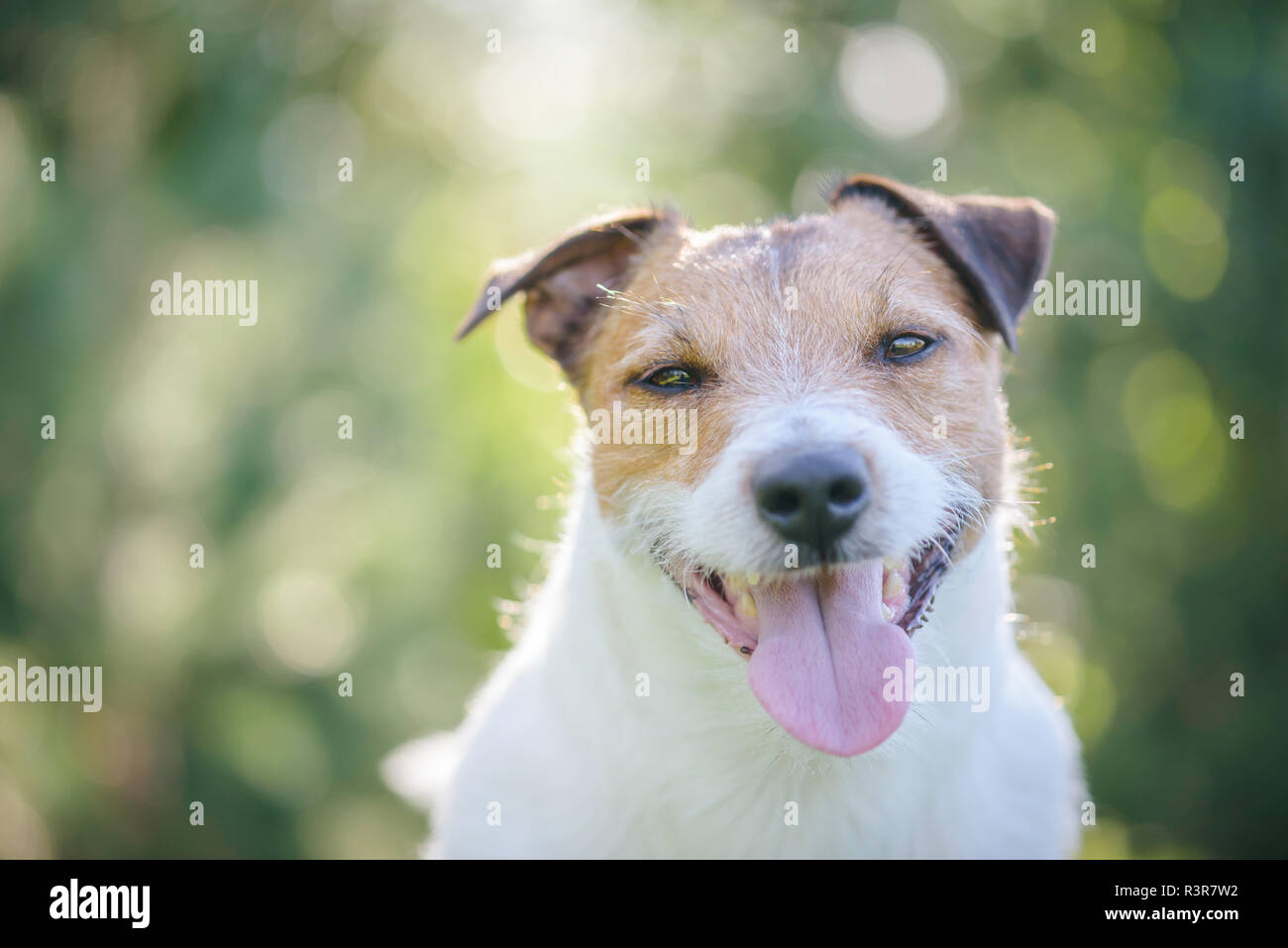 Outdoor headshot ritratto di Happy Jack Russell Terrier cane con bel bokeh di fondo Foto Stock