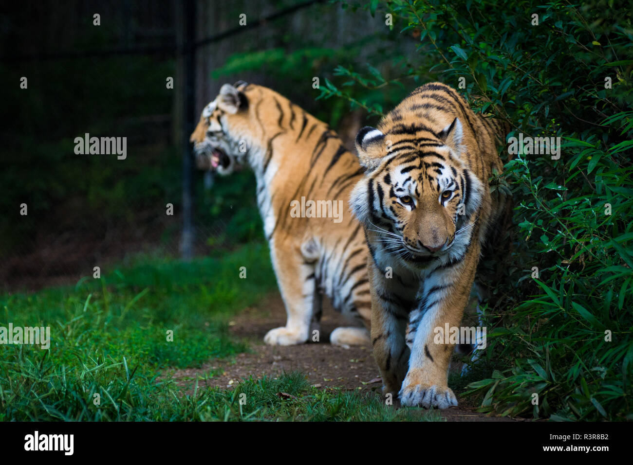 Le tigri di Amur, lo Zoo di Pittsburgh Foto Stock