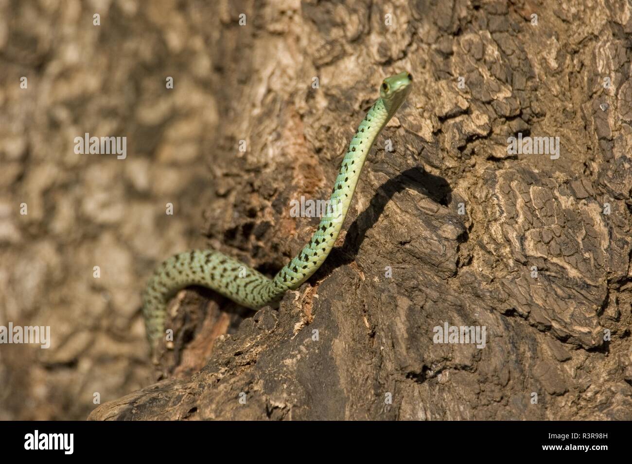 Avvistato bush snake, Philothamnus semivariegatus Foto Stock