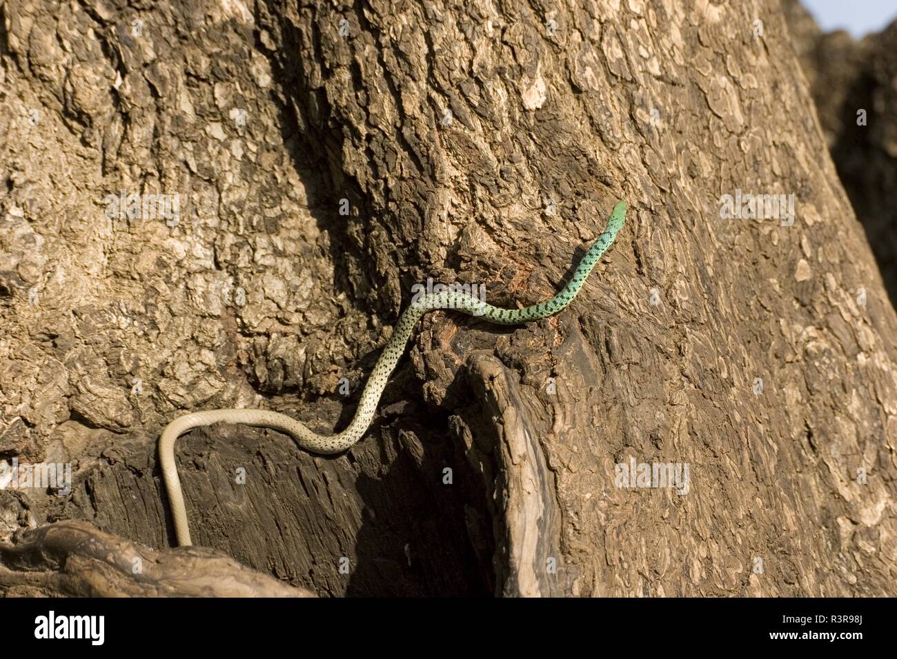 Avvistato bush snake, Philothamnus semivariegatus Foto Stock