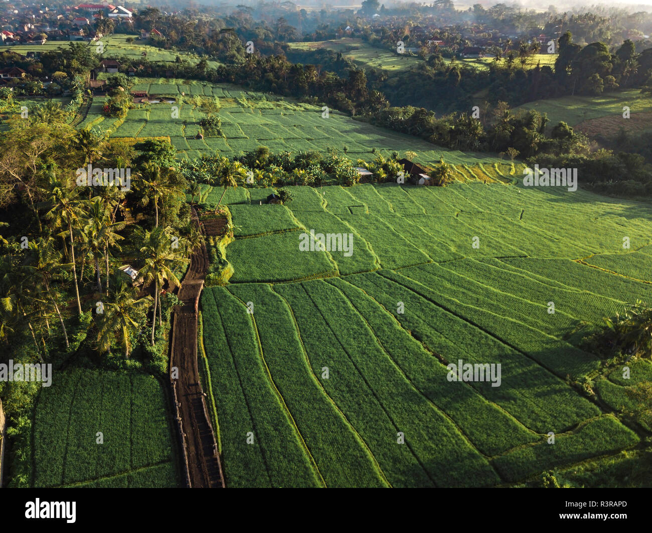 Indonesia Bali Ubud, vista aerea di campi di riso Foto Stock