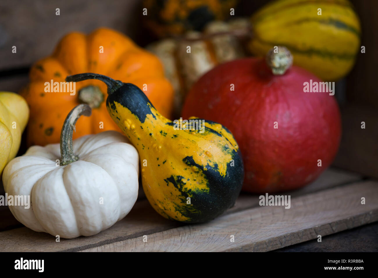 Zucche ornamentali Foto Stock