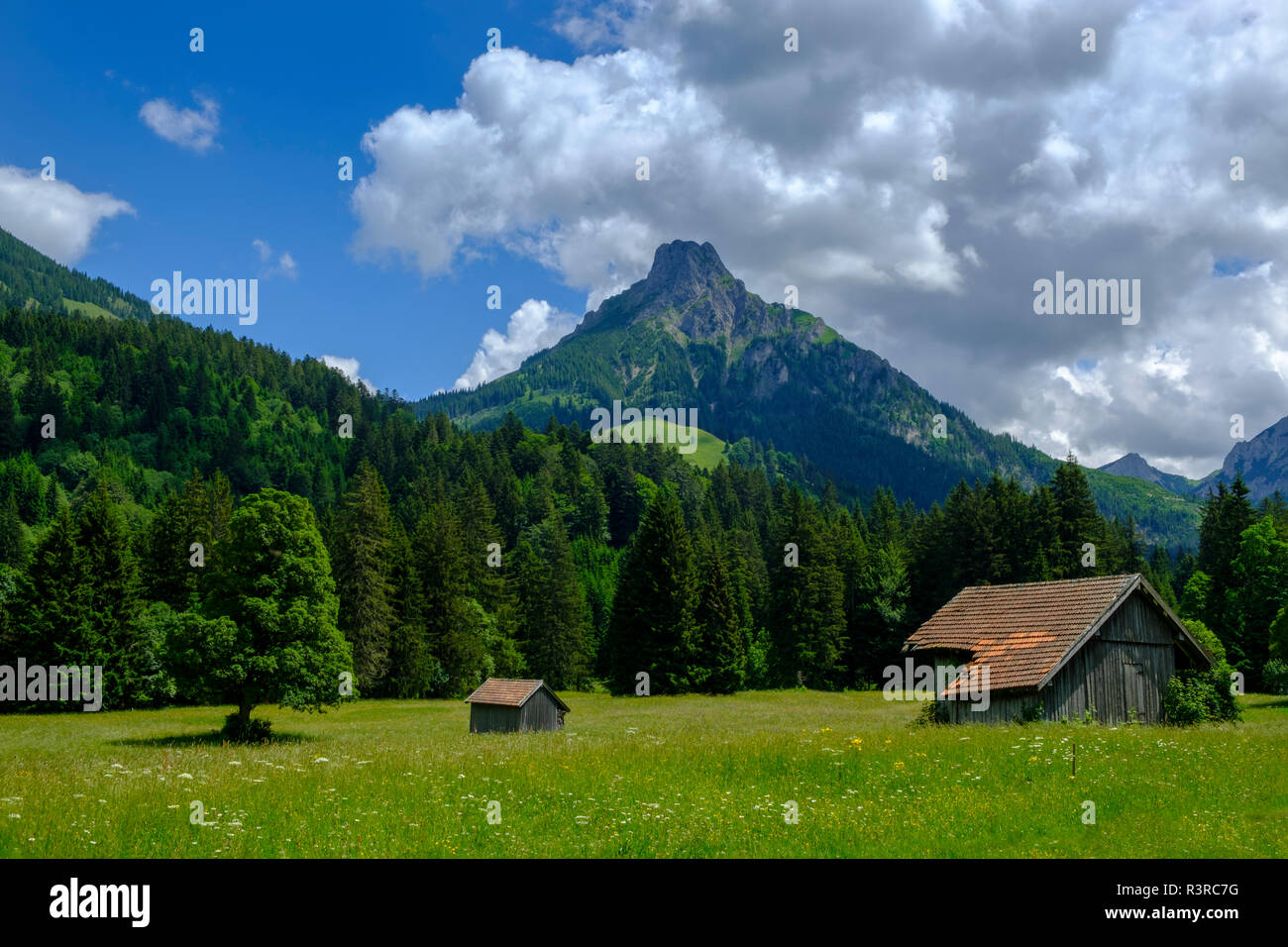 In Germania, il Land della Baviera e della Svevia, Allgaeu, Alpi Tannheim, prato in Achen Valley vicino a Pfronten, con montagne Aggenstein Foto Stock