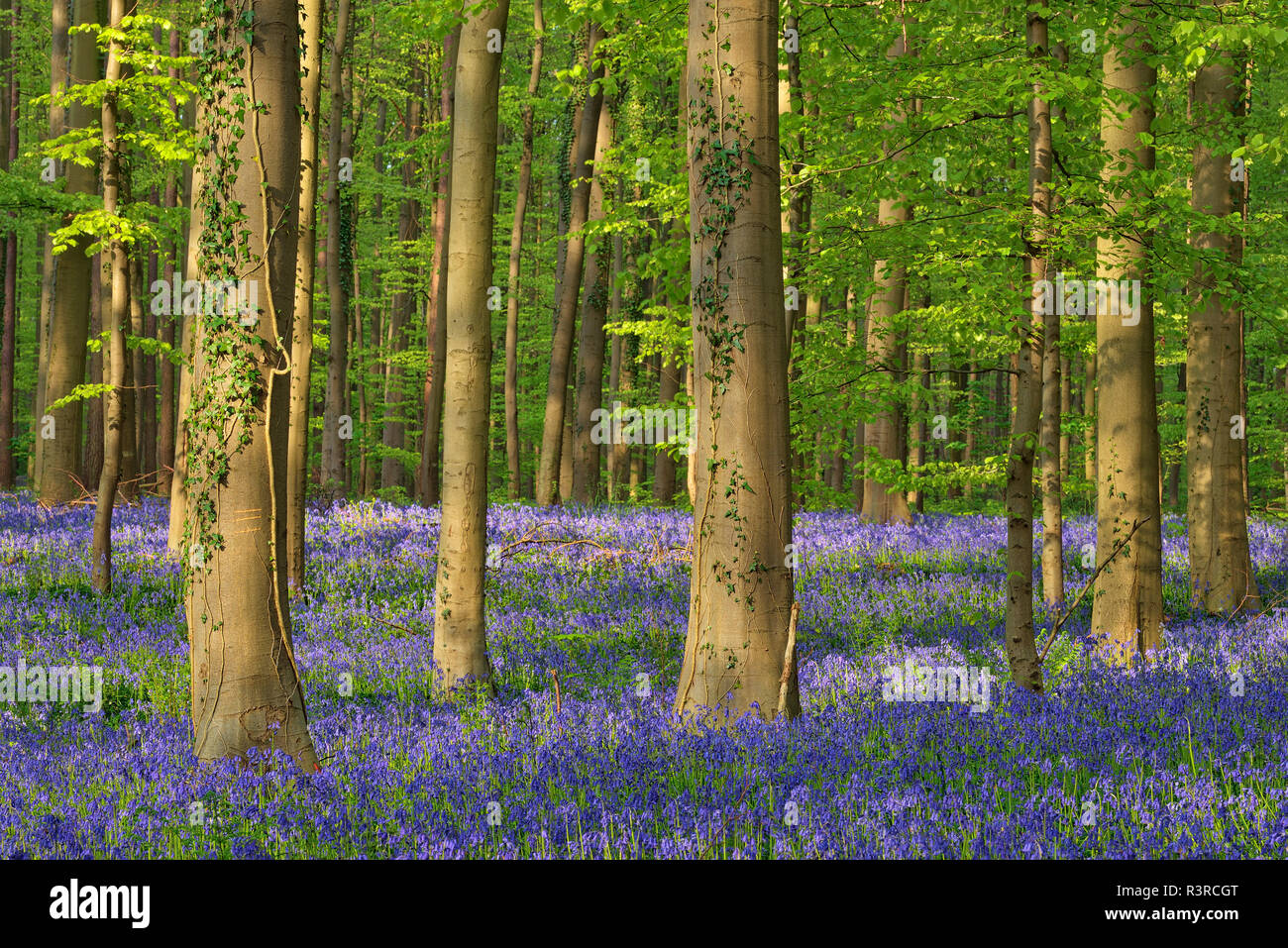 Belgio, Brabante Fiammingo, Halle, Hallerbos, Bluebell fiori, Hyacinthoides non scripta, foresta di faggio in primavera Foto Stock