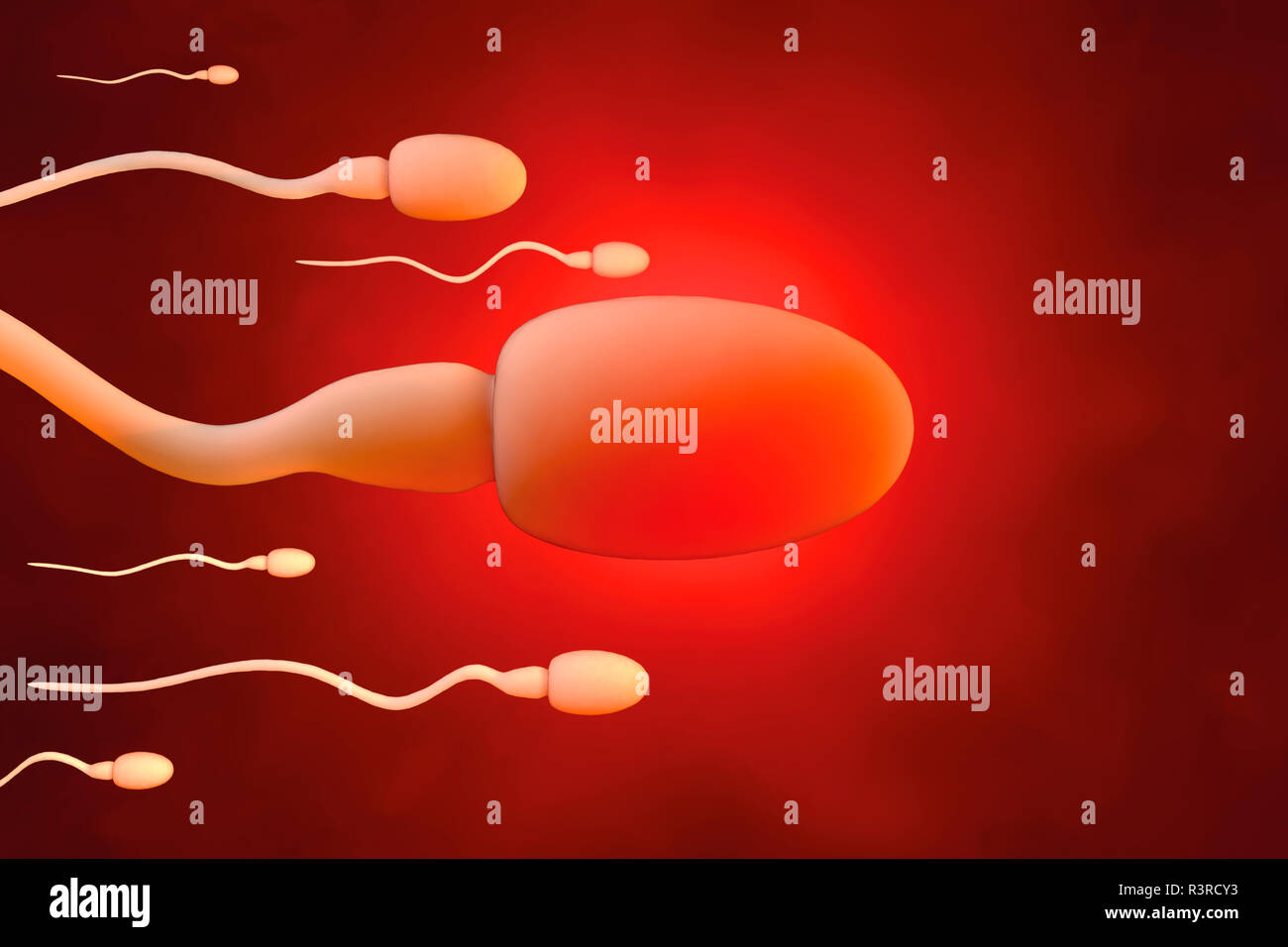 Cellule spermatiche nel tentativo di raggiungere la cellula uovo, rendering 3D Foto Stock