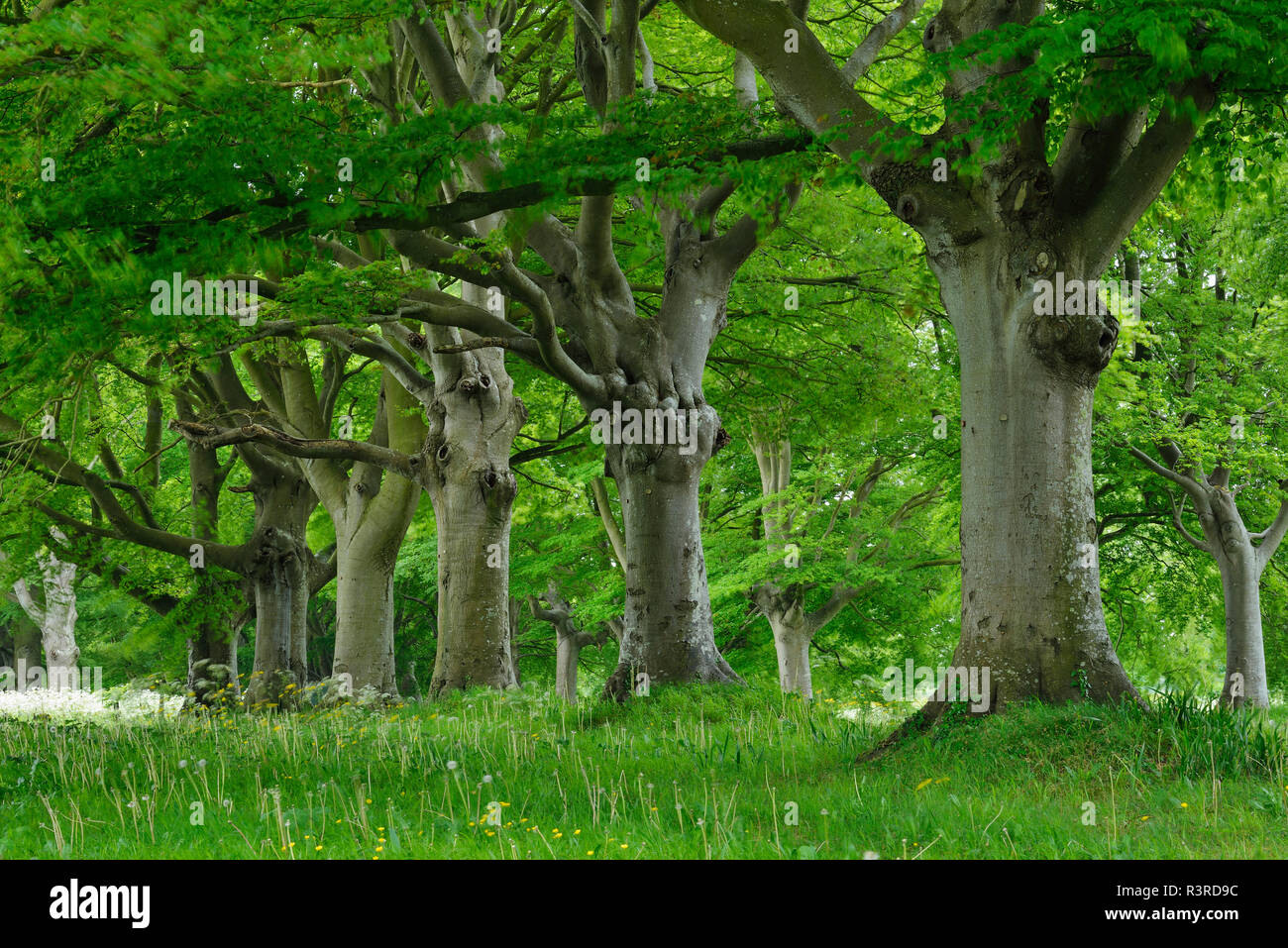 Regno Unito, Inghilterra, Dorset, vecchi alberi di faggio in una riga Foto Stock