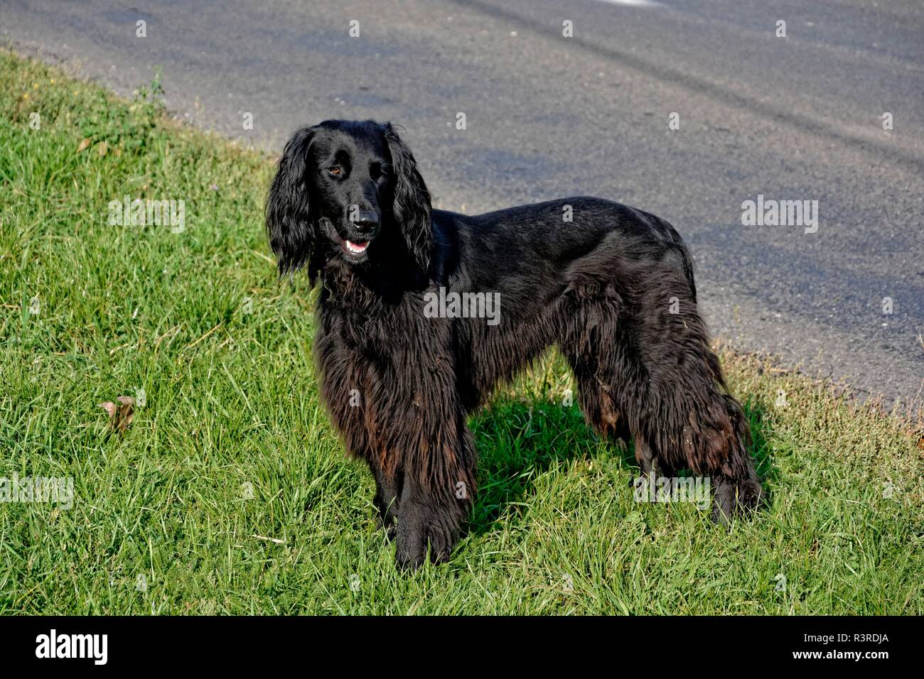 Nero randagi setter irlandese Foto Stock