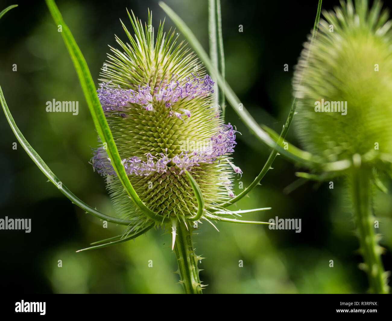Teasel comune Foto Stock