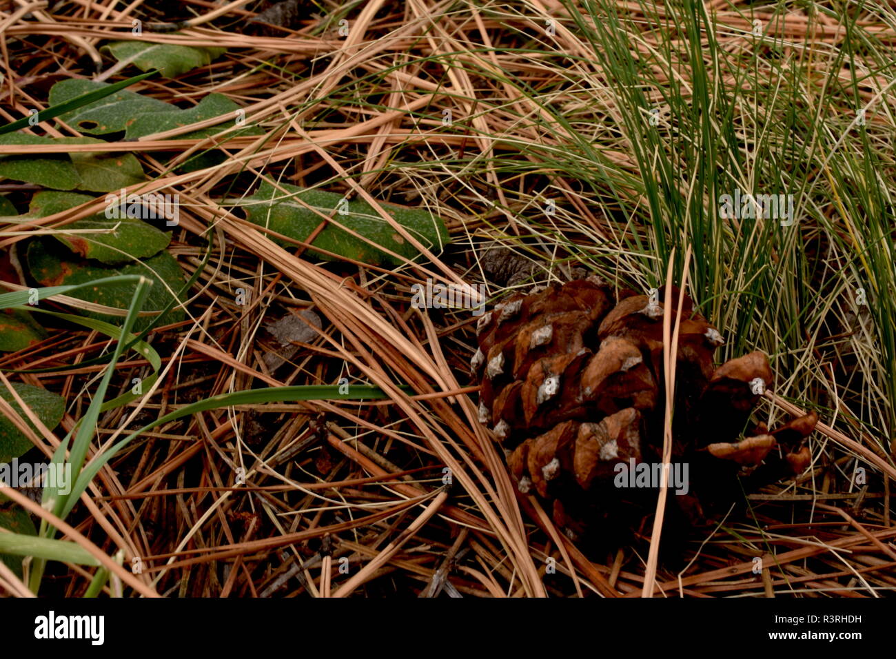 Decadendo Forest Floor, con foglie, erba, aghi di pino e una pigna tutti andando a dare la vita per la prossima ondata di piante. Foto Stock