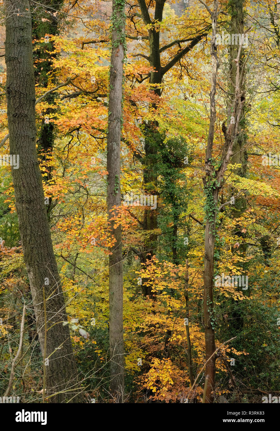 Gli alberi del bosco in autunno Foto Stock