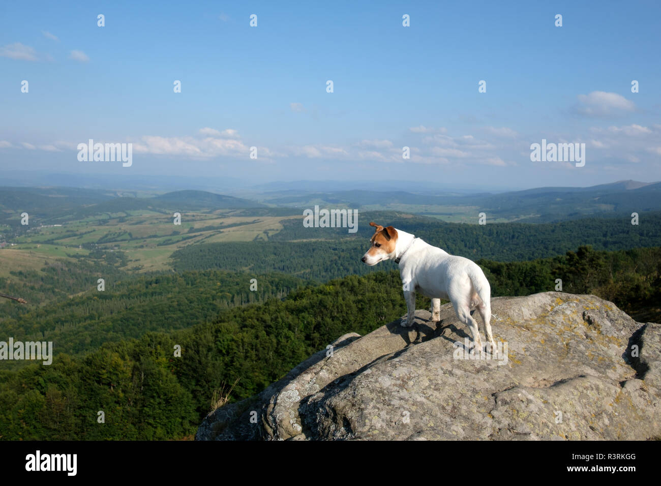 Alone bianco dog sitter su roccia contro lo sfondo di un incredibile paesaggio di montagna Foto Stock