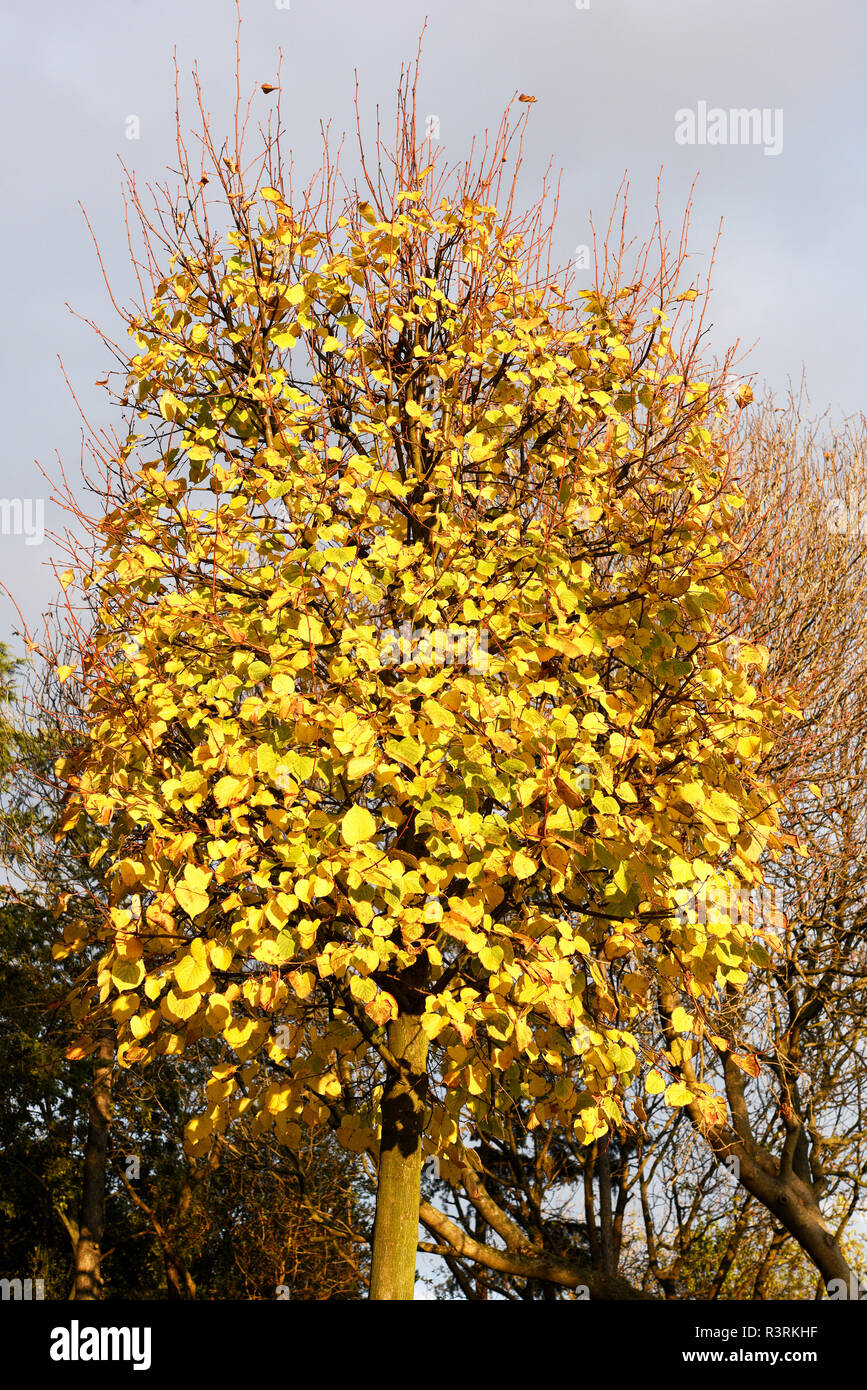Alberi in autunno Foto Stock