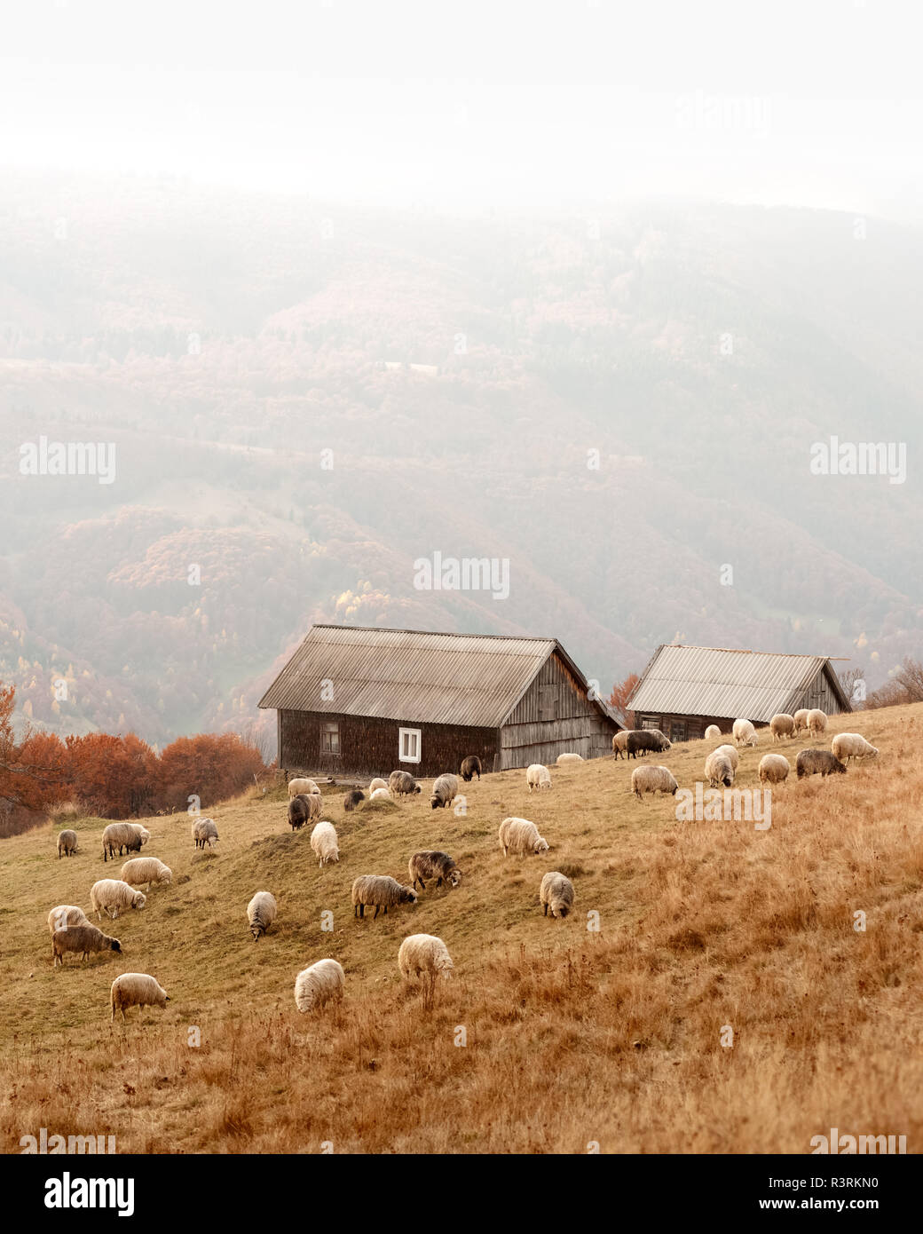 Allevamento di pecore nei pressi di casa in legno in foggy autunno montagne. Carpazi, Ucraina, l'Europa. Fotografia di paesaggi Foto Stock