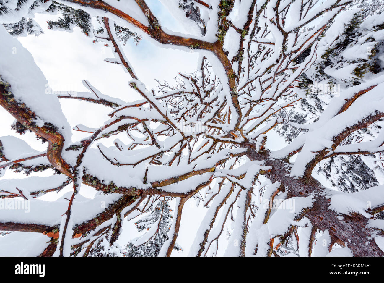 Bello sfondo inverno con rami innevati e cielo chiaro Foto Stock