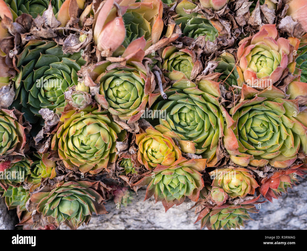 Alcuni verde piante succulente Foto Stock