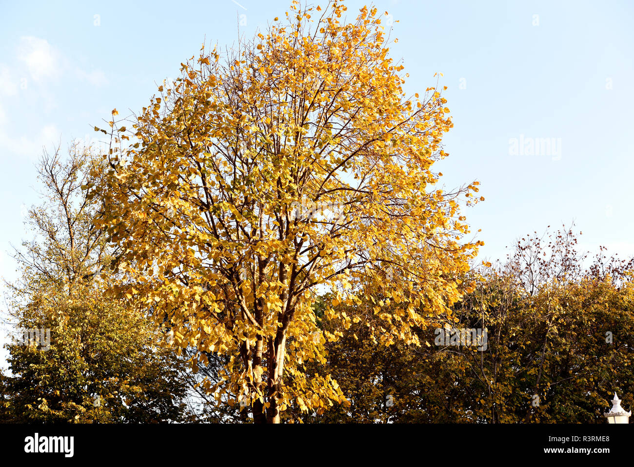 Alberi in autunno Foto Stock
