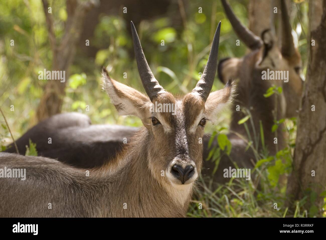Waterbuck Foto Stock