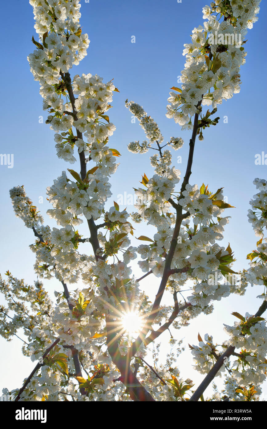 Bianco ciliegio in fiore all retroilluminazione Foto Stock
