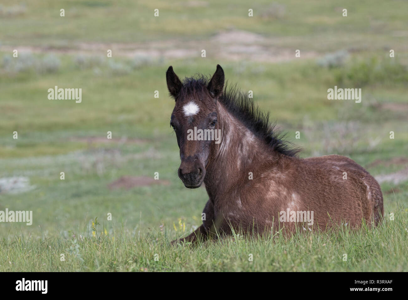 (Selvatici selvatici) cavallo puledro, Parco nazionale Theodore Roosevelt Foto Stock