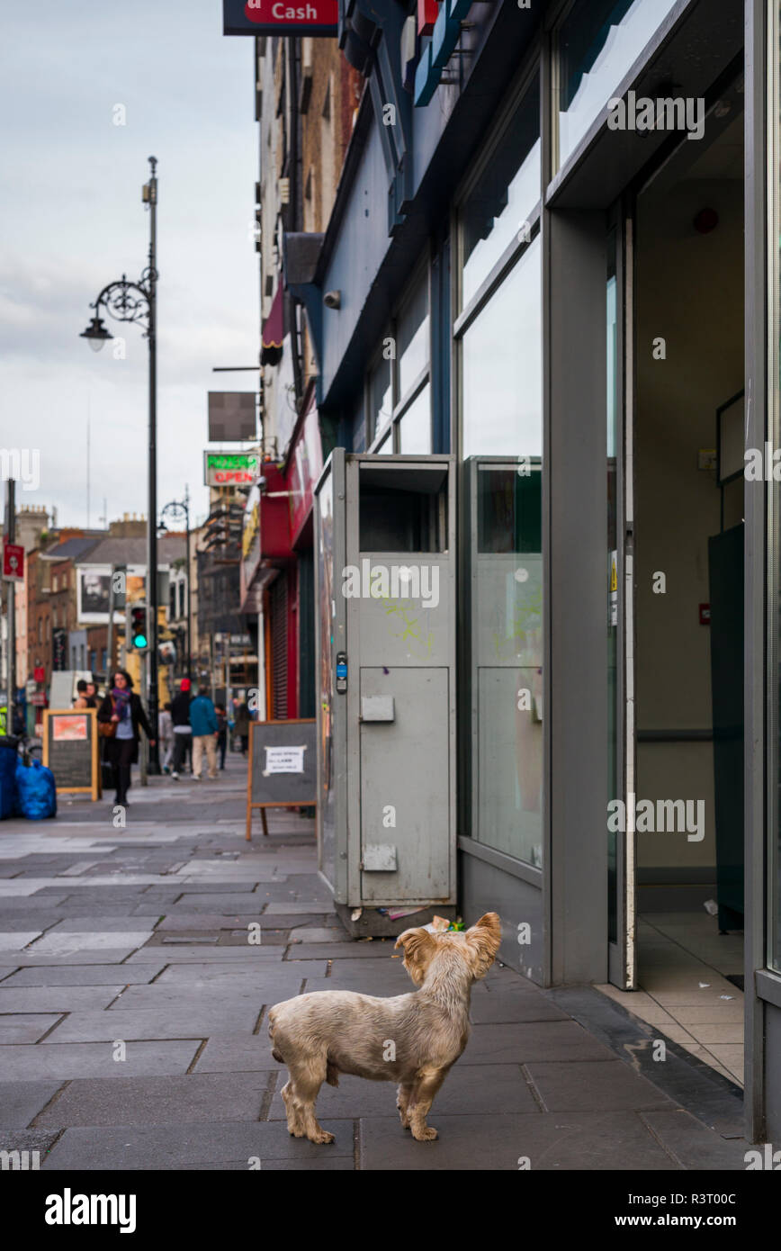 Irlanda, Dublino, Lord Edward Street, lost dog Foto Stock