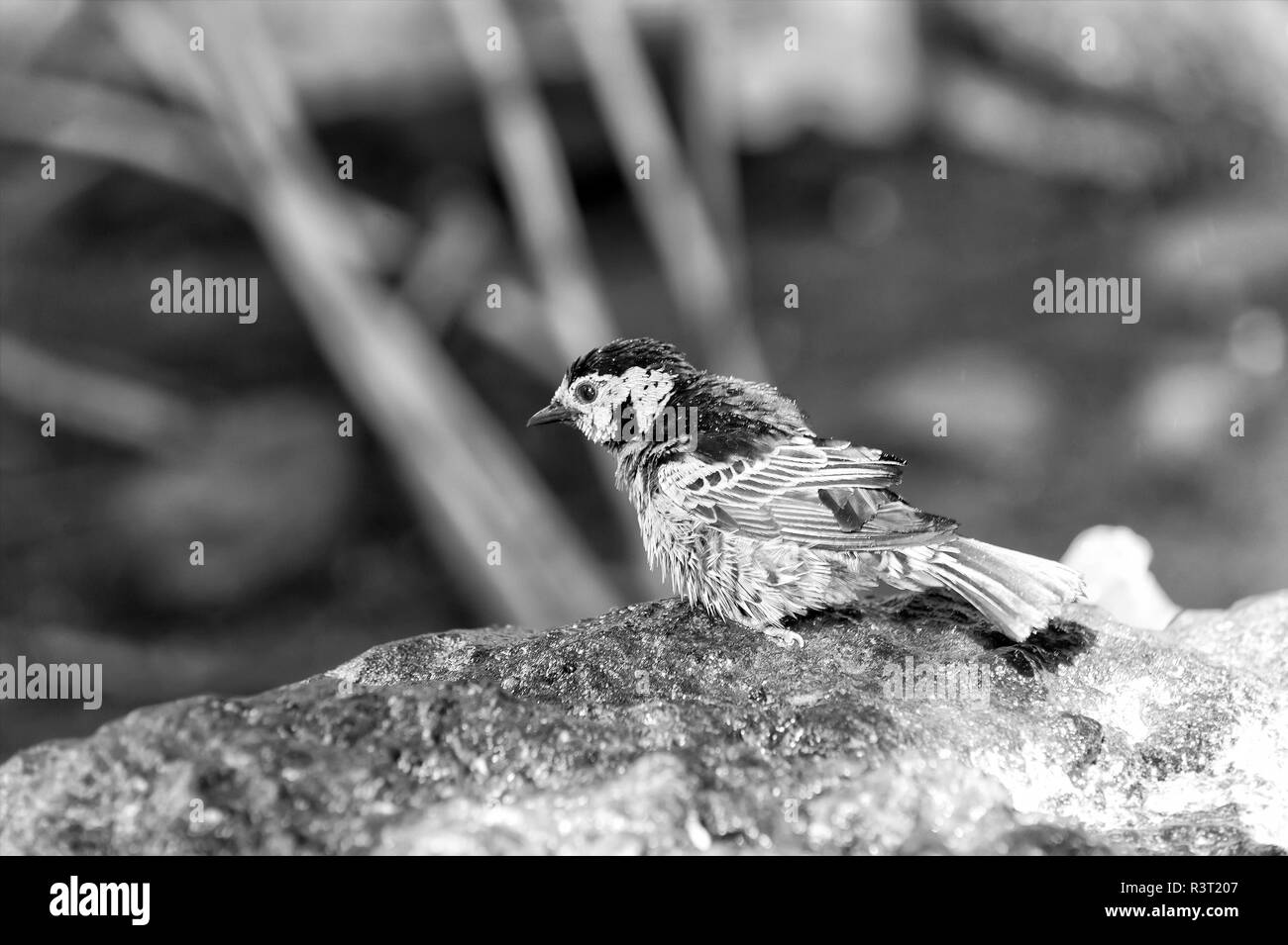 Piccolo e bellissimo uccello blu con gocce d'acqua su giù appollaiate sul ramo seduto sulla pietra su sfondo naturale Foto Stock