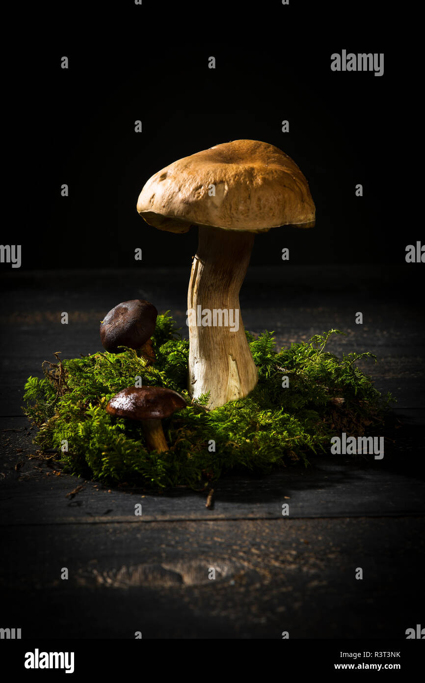 Bay funghi porcini e funghi porcini su moss Foto Stock