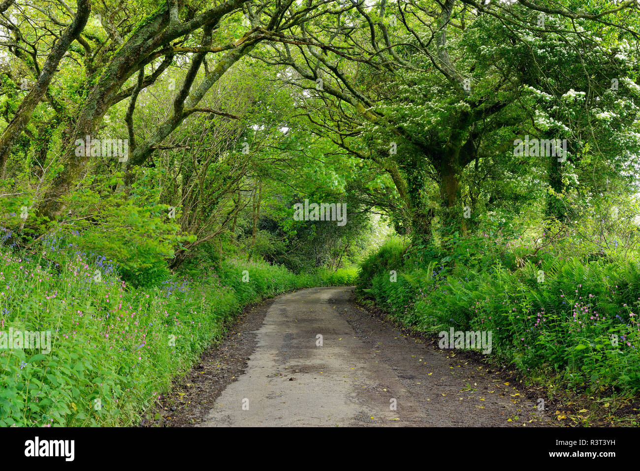Regno Unito, Inghilterra, Cornwall, strette strade di campagna orlate da alberi in foresta Foto Stock