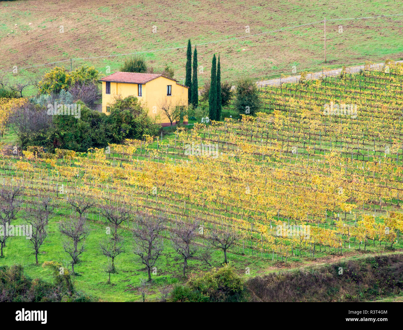 L'Italia, Montepulciano, Autunno campi di olivi e vigneti che circondano Villa Foto Stock