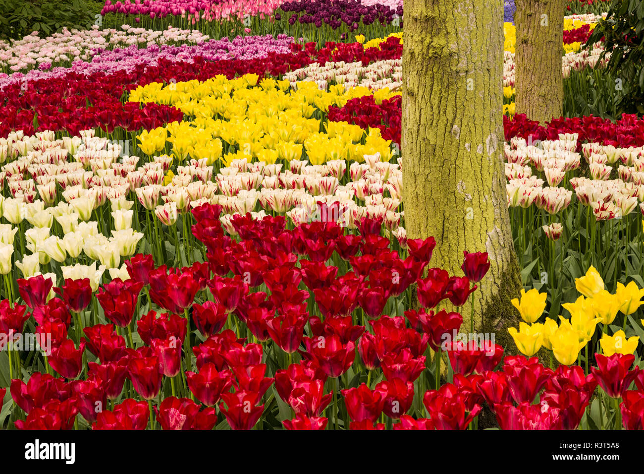 Tulip pattern, Giardini Keukenhof Lisse, Paesi Bassi Foto Stock