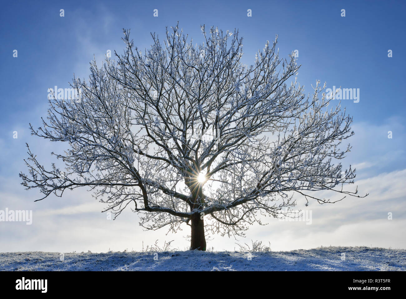 Germania, frost-albero coperto in inverno Foto Stock