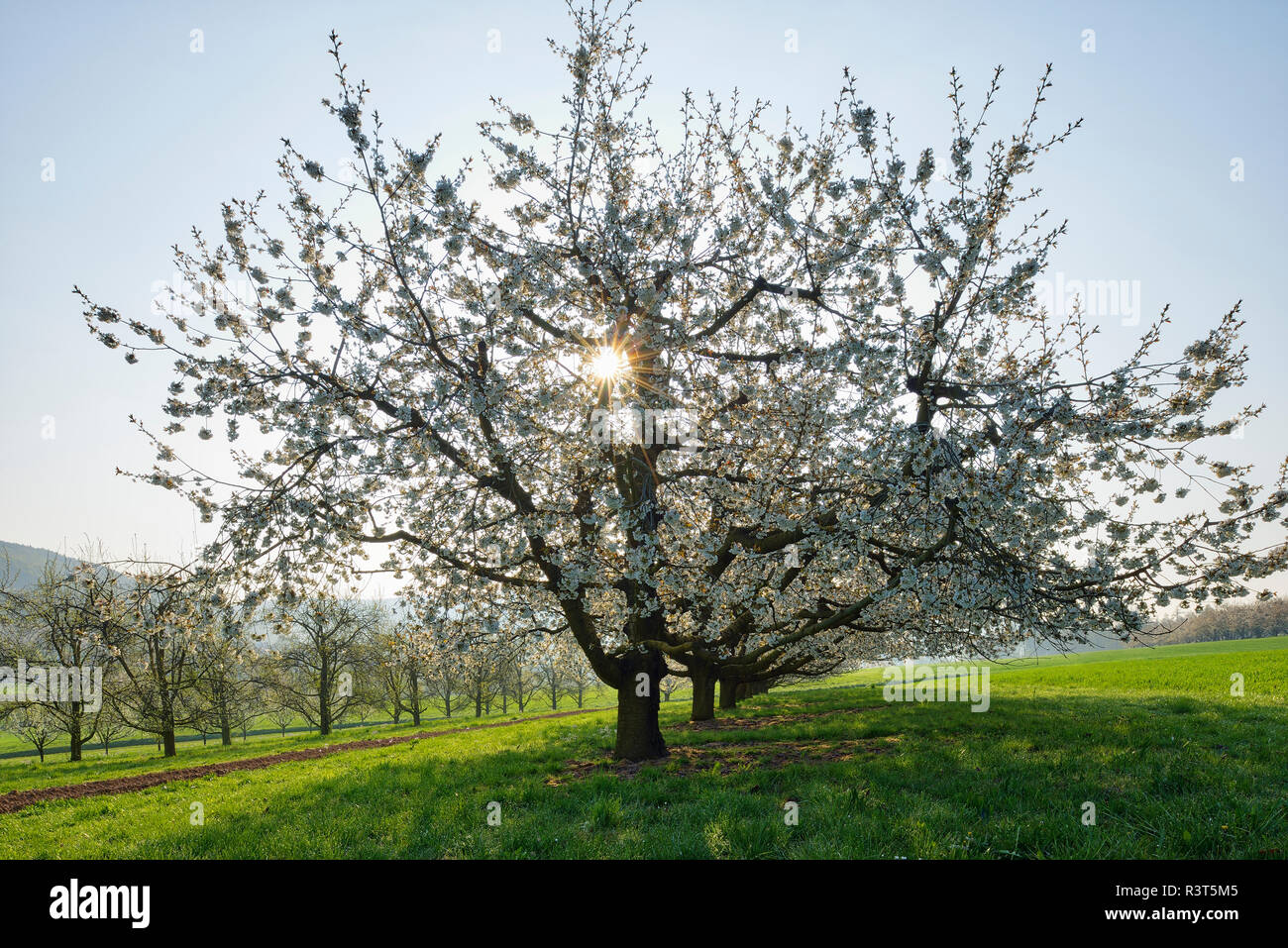 La Svizzera, la fioritura dei ciliegi su un prato di retroilluminazione Foto Stock