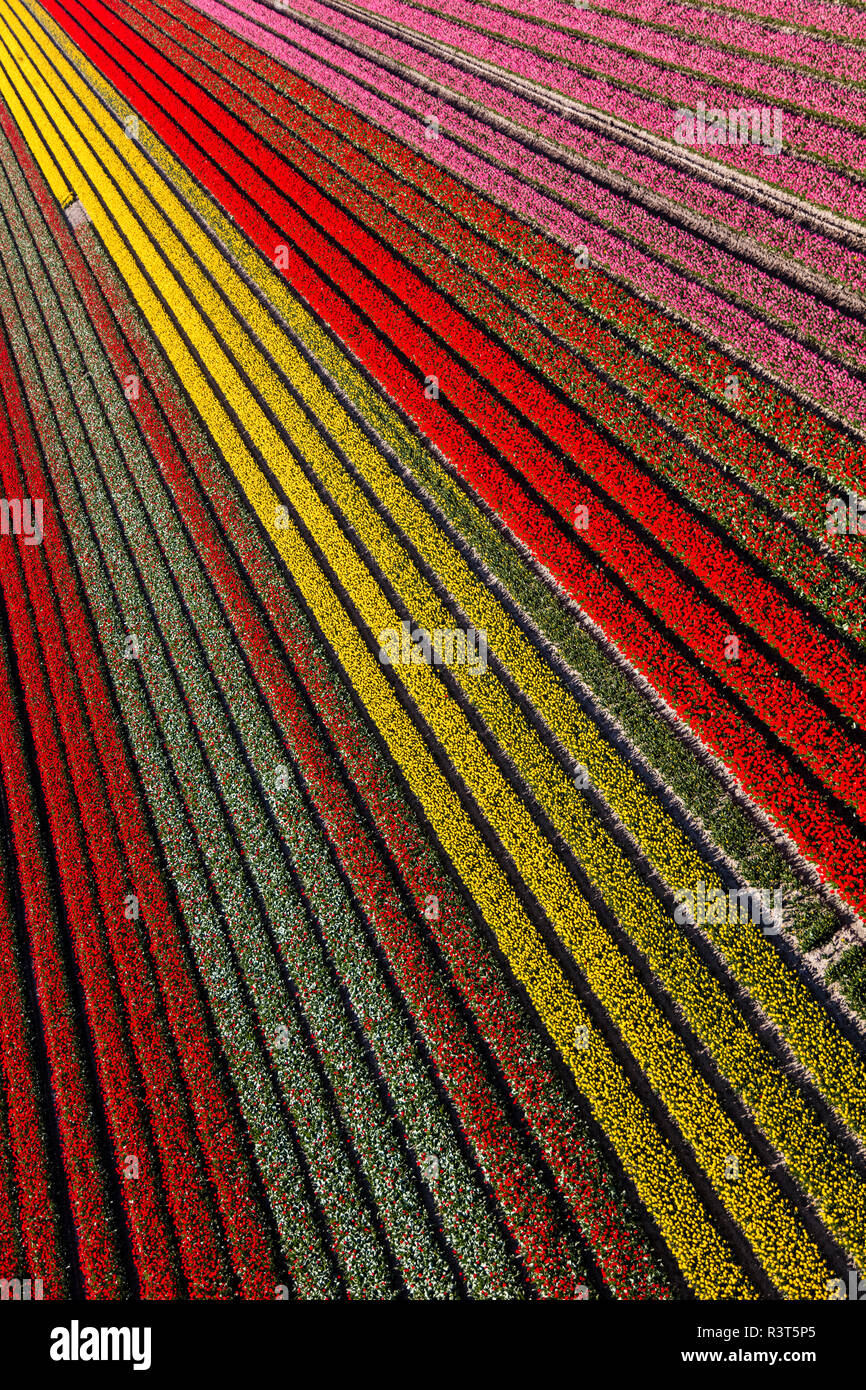 Vista aerea dei campi di tulipani in Olanda Settentrionale, Paesi Bassi Foto Stock