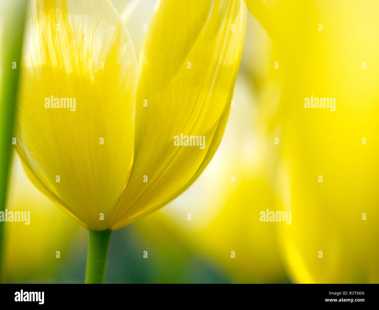 Paesi Bassi Lisse, Giardini Keukenhof, Tulip Close-up con il fuoco selettivo Foto Stock