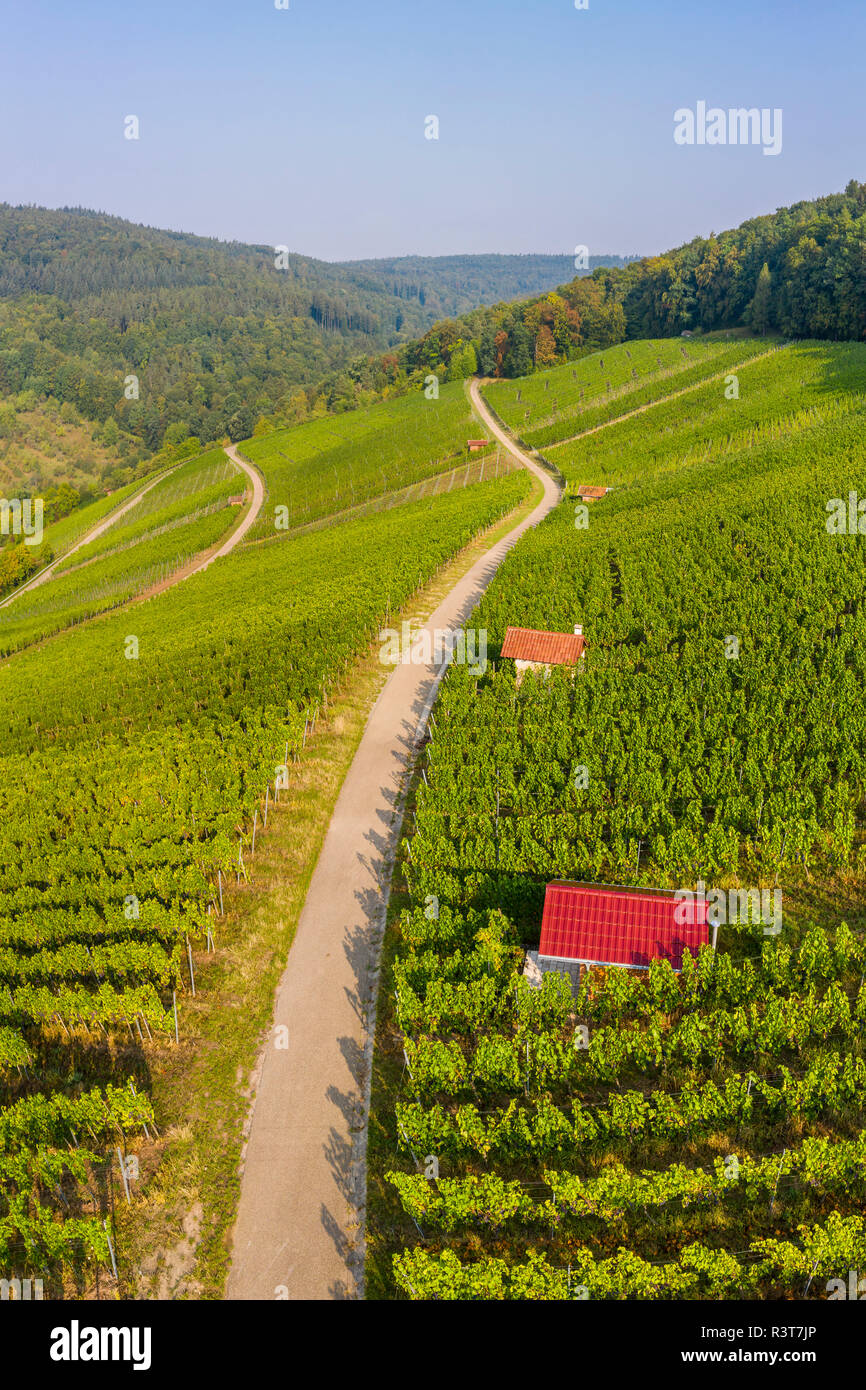 Germania, Baden-Württemberg, vista aerea di vigneti a valle Gundelsbach Foto Stock