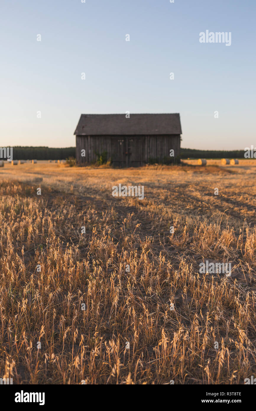 Campo in harvesttime di sera Foto Stock