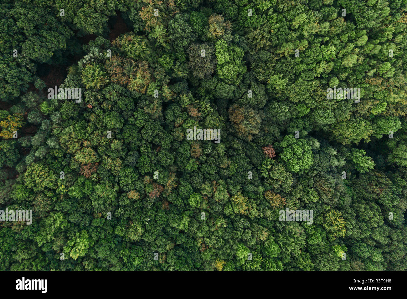 Austria Bassa Austria Vienna Woods, Riserva della Biosfera Vienna Woods, veduta aerea della foresta nel primo mattino Foto Stock