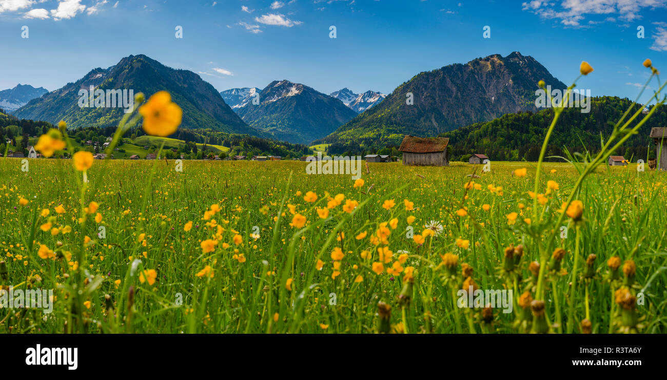 In Germania, in Baviera, Allgaeu, Allgaeu Alpi, Loretto prato vicino a Oberstdorf con fioritura renoncules Foto Stock