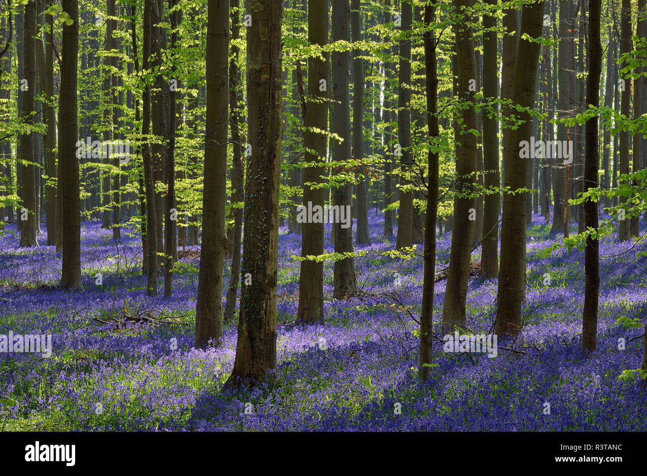 Belgio, Brabante Fiammingo, Halle, Hallerbos, Bluebell fiori, Hyacinthoides non scripta, foresta di faggio in primavera Foto Stock