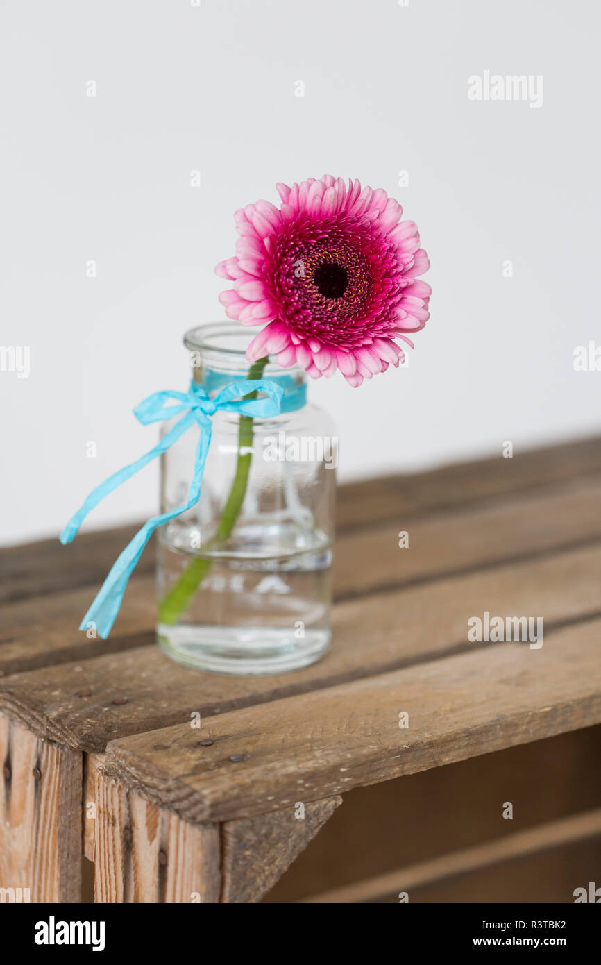 Pink Gerbera in vaso di fiori Foto Stock