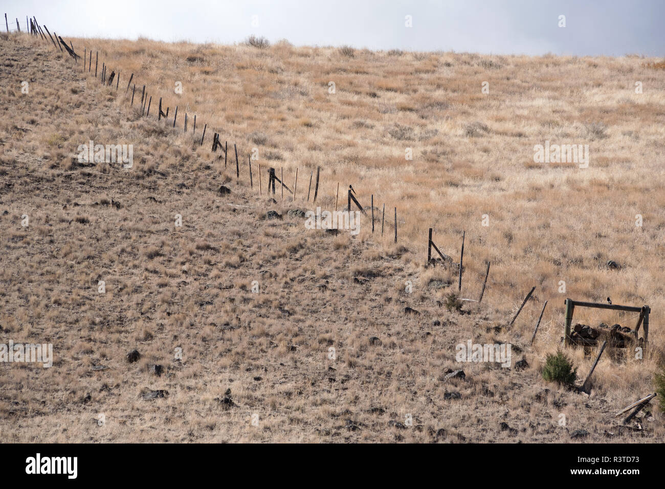 Fenceline in una collina che mostra i diversi livelli di pressione di pascolo, Wallowa County, Oregon. Foto Stock