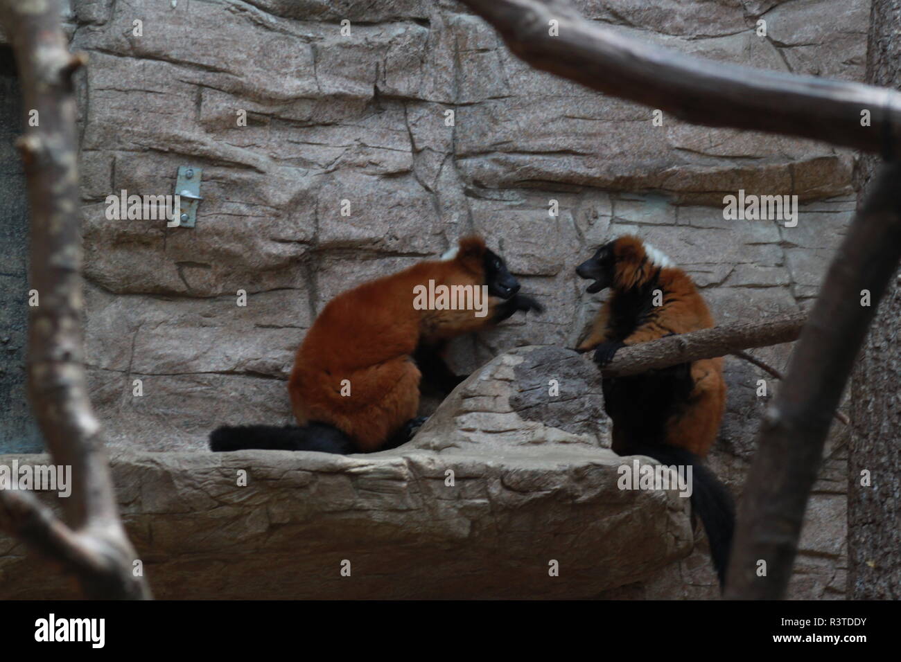 Lemure Red-Ruffled presso lo Smithsonian lo Zoo Nazionale di Washington DC Foto Stock