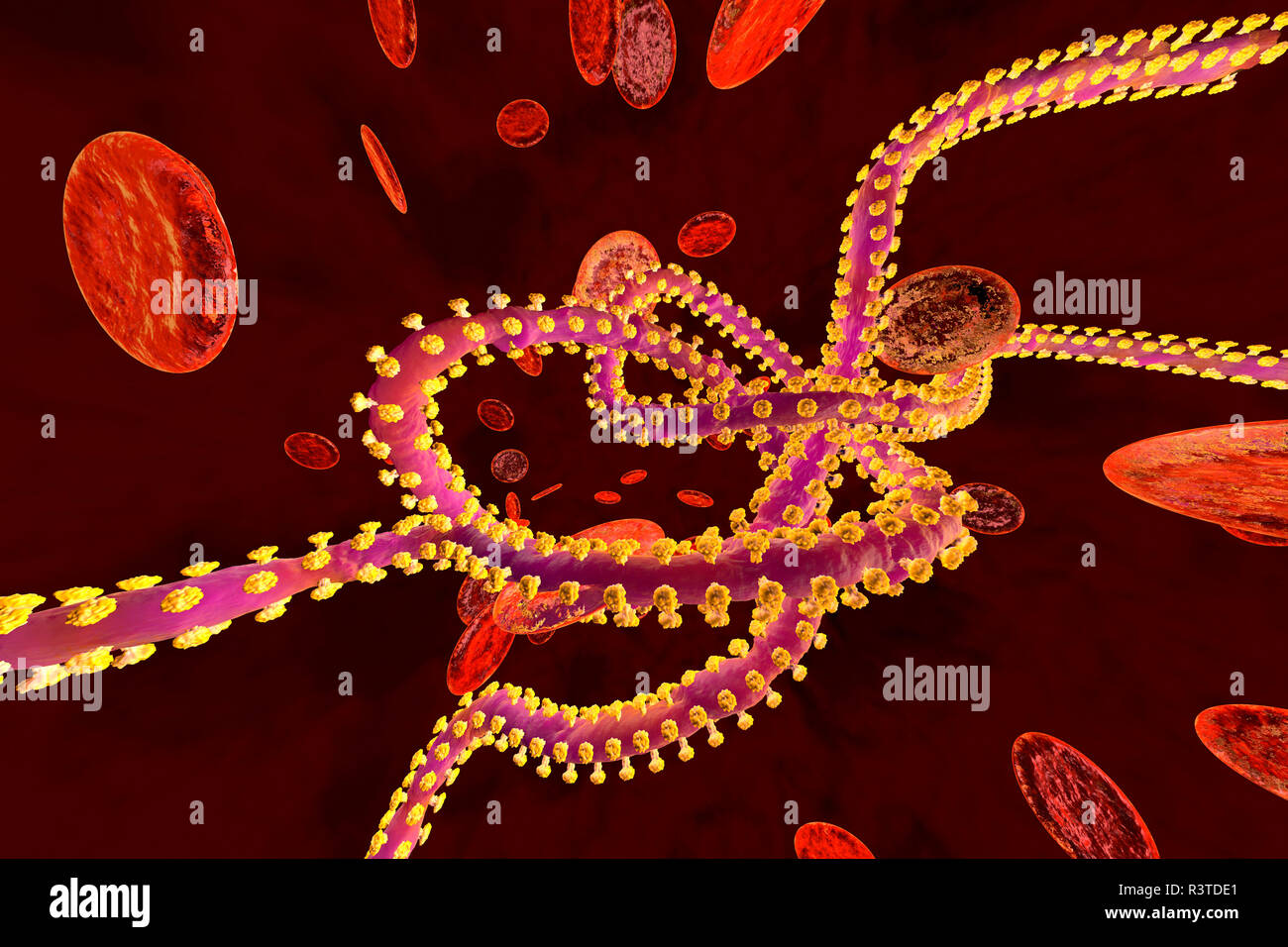 3D reso illustrazione di un virus Ebola nel flusso di sangue circondata da cellule degli eritrociti Foto Stock