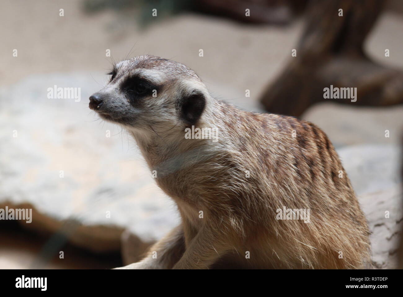 Meerkat presso lo Smithsonian lo Zoo Nazionale di Washington DC Foto Stock
