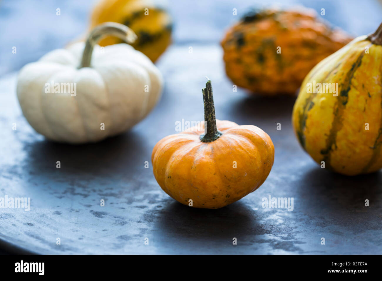 Zucche ornamentali Foto Stock