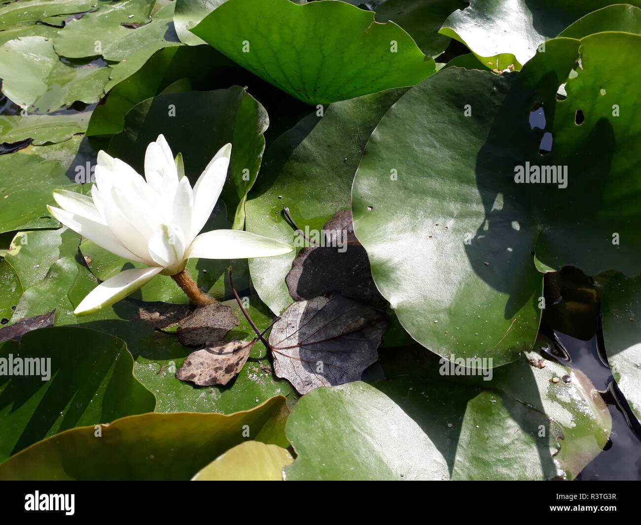 Acqua giglio fiore in una giornata di sole su un lago. Foto Stock