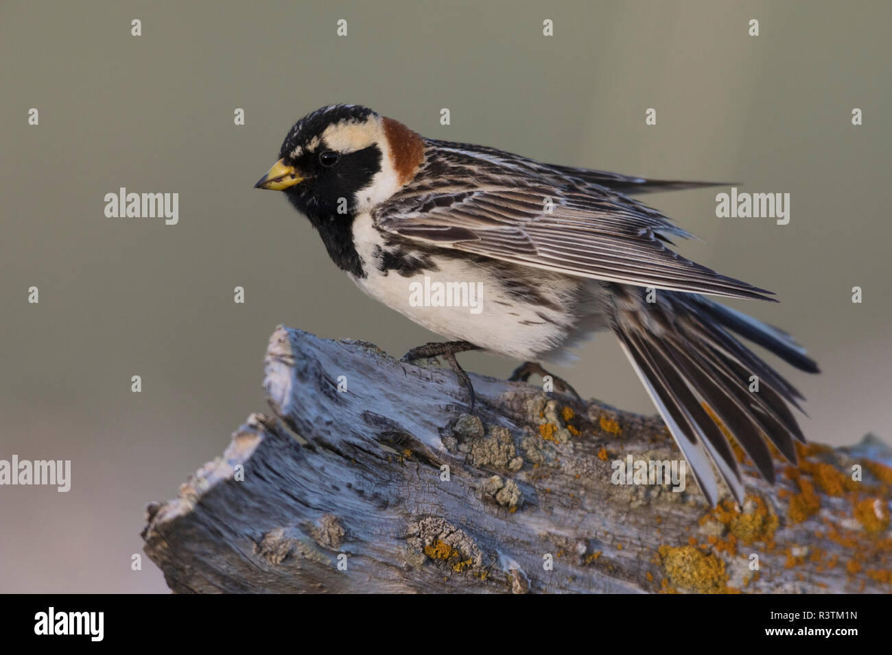 Lapland longspur Foto Stock