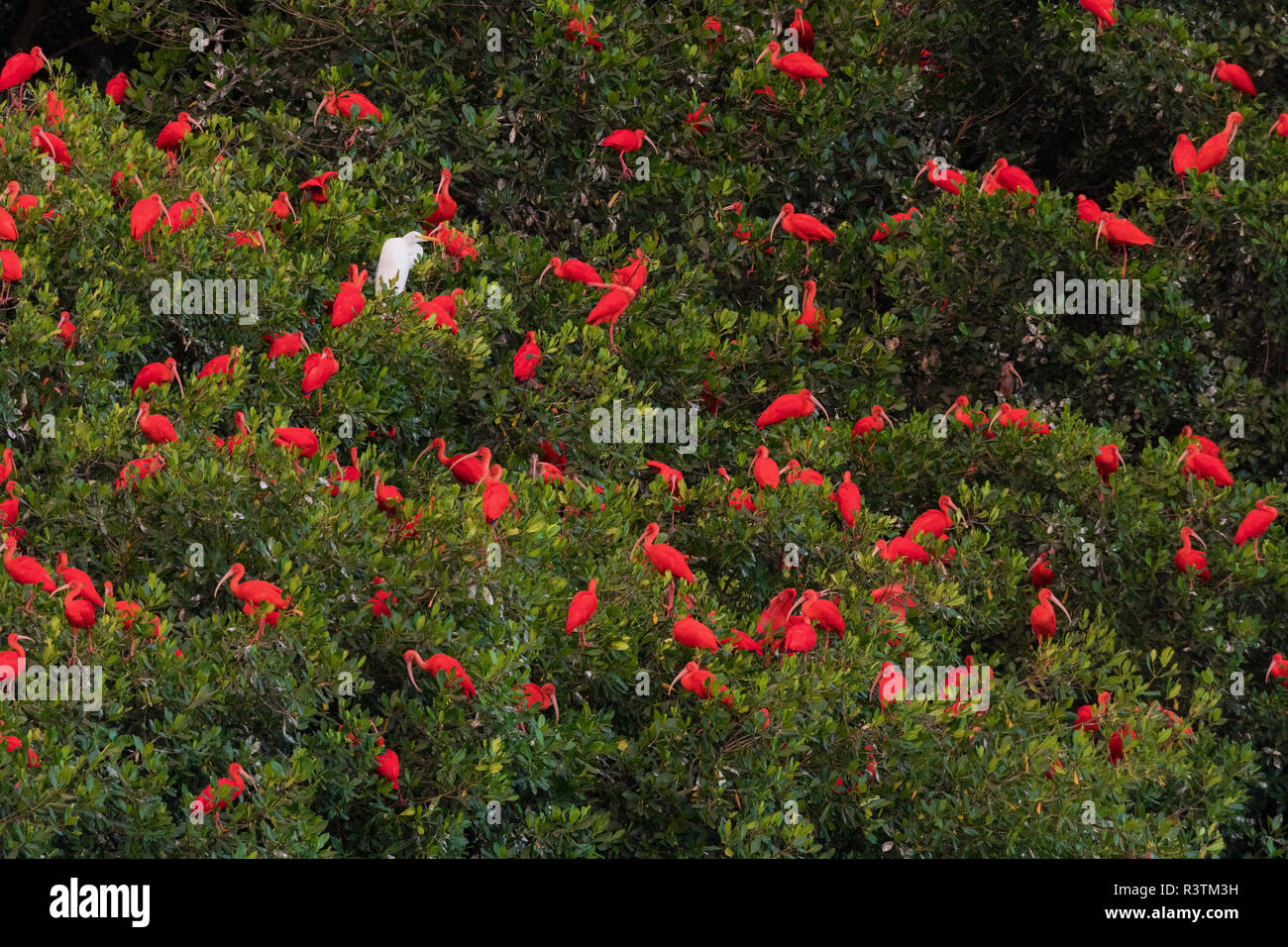 Scarlet Ibis's sono ' appollaiati Foto Stock